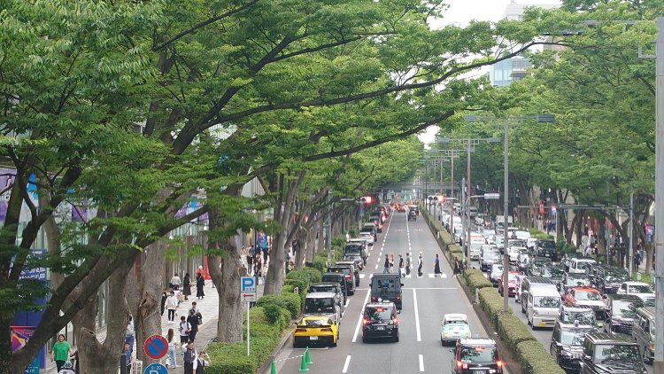 表参道のケヤキの大木も、嘉子が住んでいた当時は小さな若木だった。