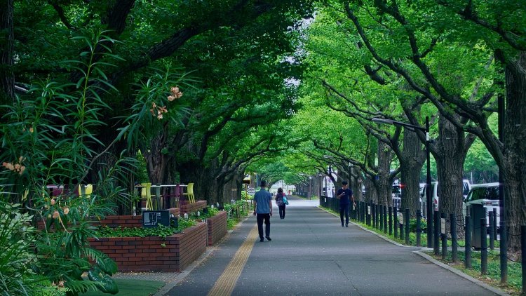 外苑イチョウ並木