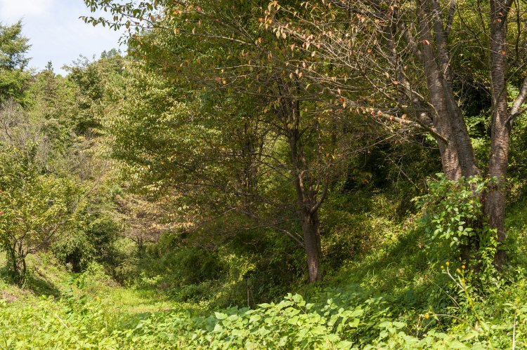 2008年9月17日撮影。鳥沢～猿橋間の旧線。国道20号線に近い場所。左手の平らなところに線路があった。