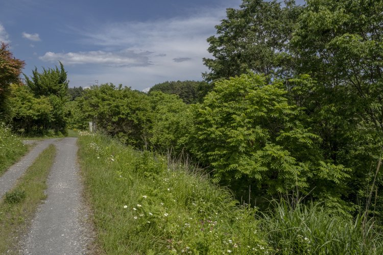 あぜ道の右手が掘割となって旧線の線路があった。何も知らなければここに線路があったことなど分からないだろう。