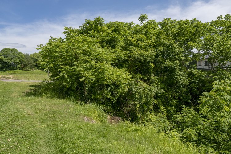 瀬澤トンネル西側坑口のあった場所。この木々の下にトンネルの坑門があるはず。手前は土砂崩れを起こしているので要注意。
