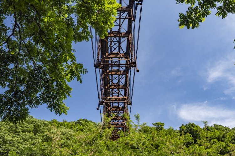 真下から仰ぎ見る。華奢で美しい。