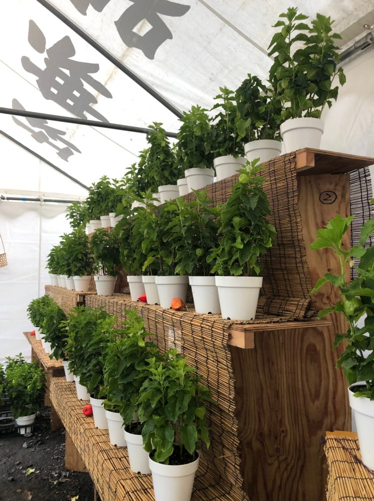 神官によってお祓いされたホオヅキが受けられる。