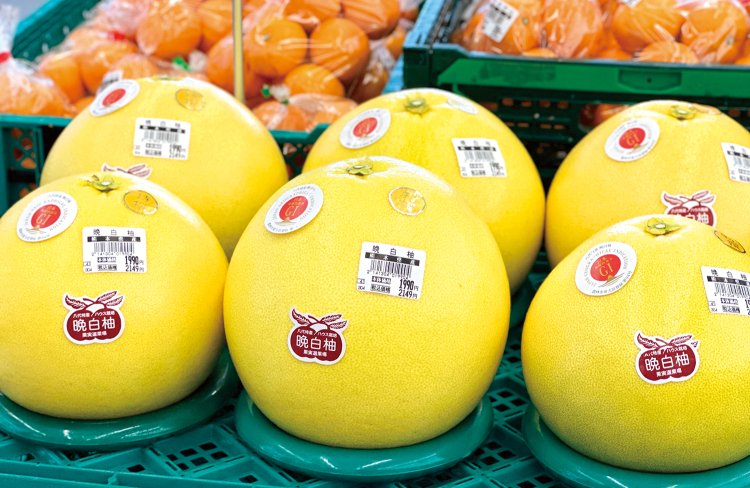 熊本県八代（やつしろ）の特産品「晩白柚（ぱんぺいゆ）」は、ボーリングのボール大で1個2149円。冬の贈答品の定番。