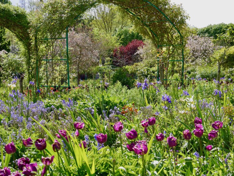 手前は紫ゾーン、奥は青ゾーンと続く。角度によって見え方が変わる色とりどりの庭。