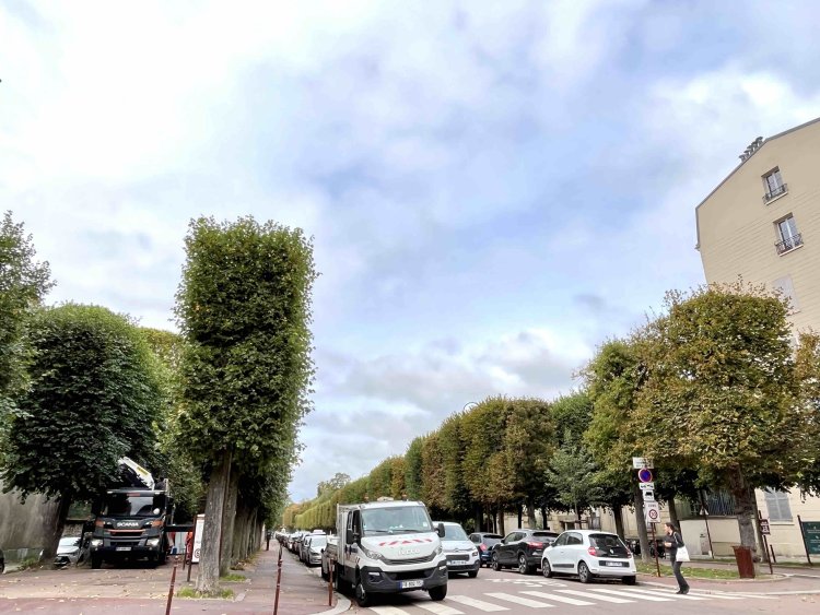 フランスでは街路樹さえも長方形に角張ってカットされがち。