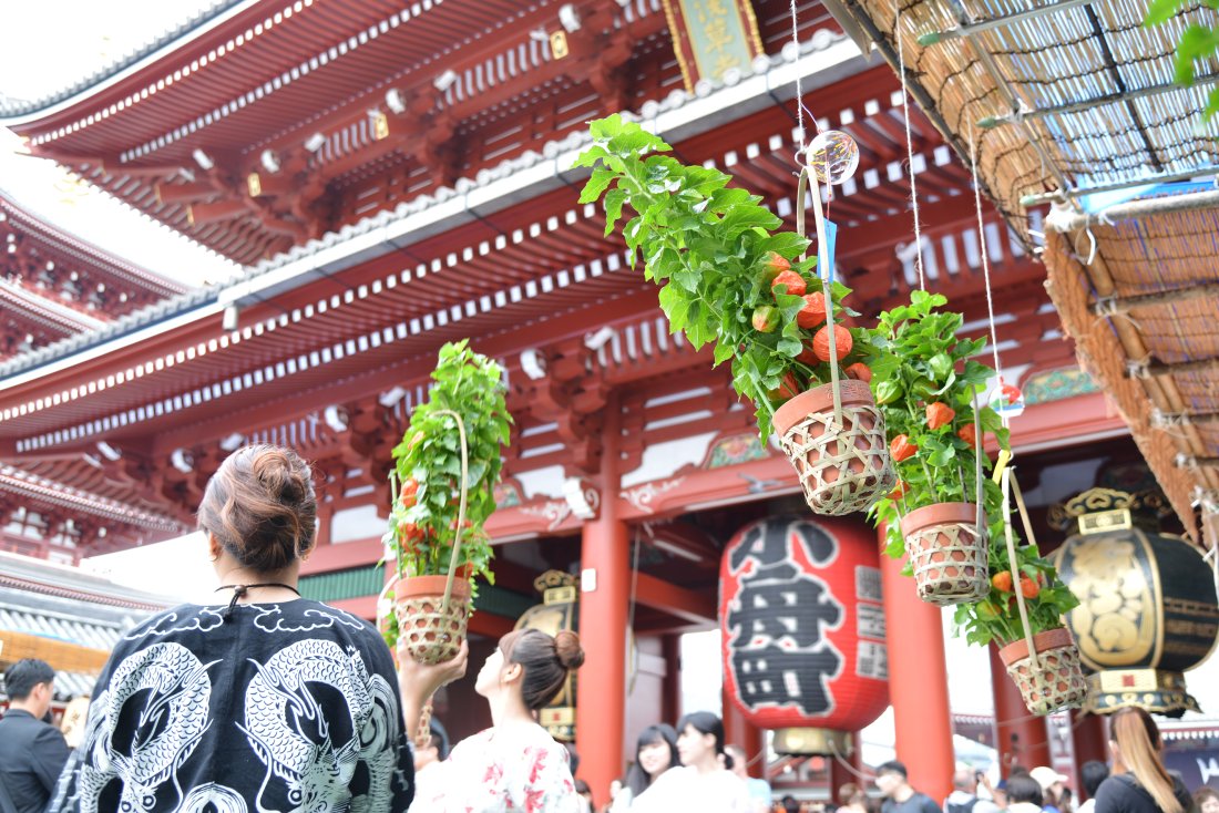 色鮮やかなホオズキが境内を彩る、浅草寺の「四万六千日 ほおずき市」が7月9・10日に開催