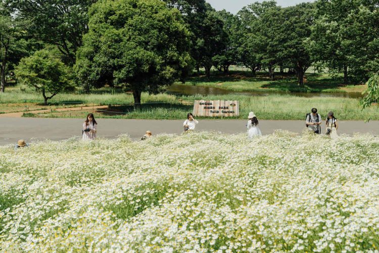 【camell】ソフトフィルター「Allure Soft」