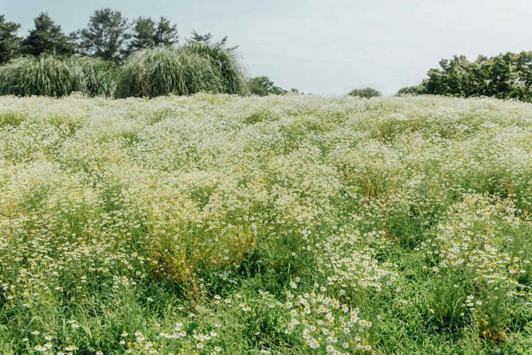 【camell】ソフトフィルター「Allure Soft」