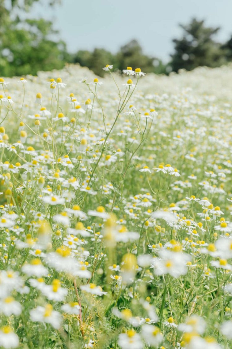 【camell】ソフトフィルター「Allure Soft」