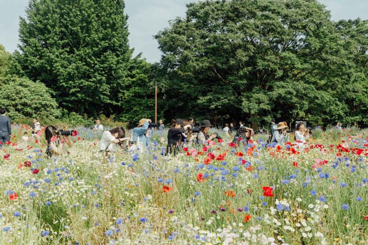 【camell】ソフトフィルター「Allure Soft」