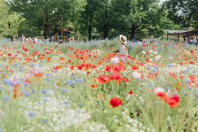 【camell】ソフトフィルター「Allure Soft」