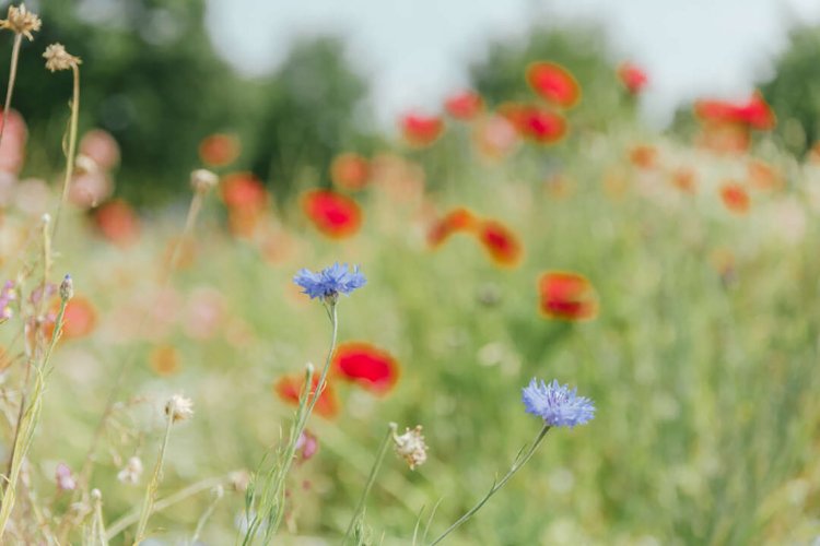 【camell】ソフトフィルター「Allure Soft」