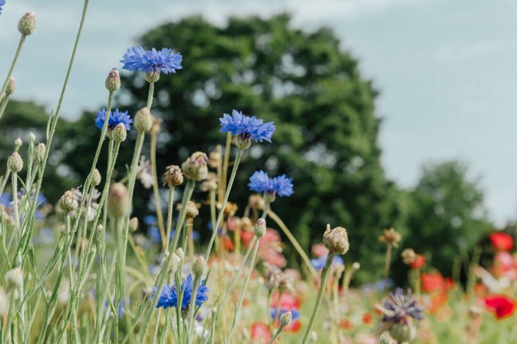 【camell】ソフトフィルター「Allure Soft」