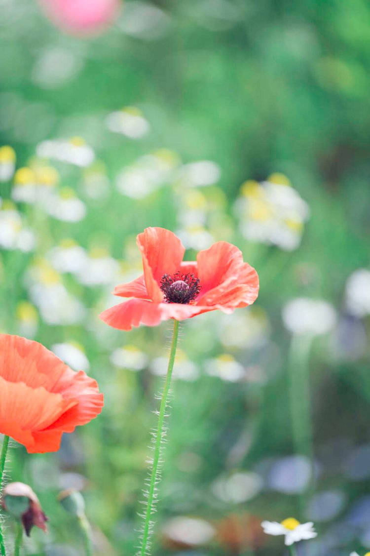 photo by 小春ハルカ。