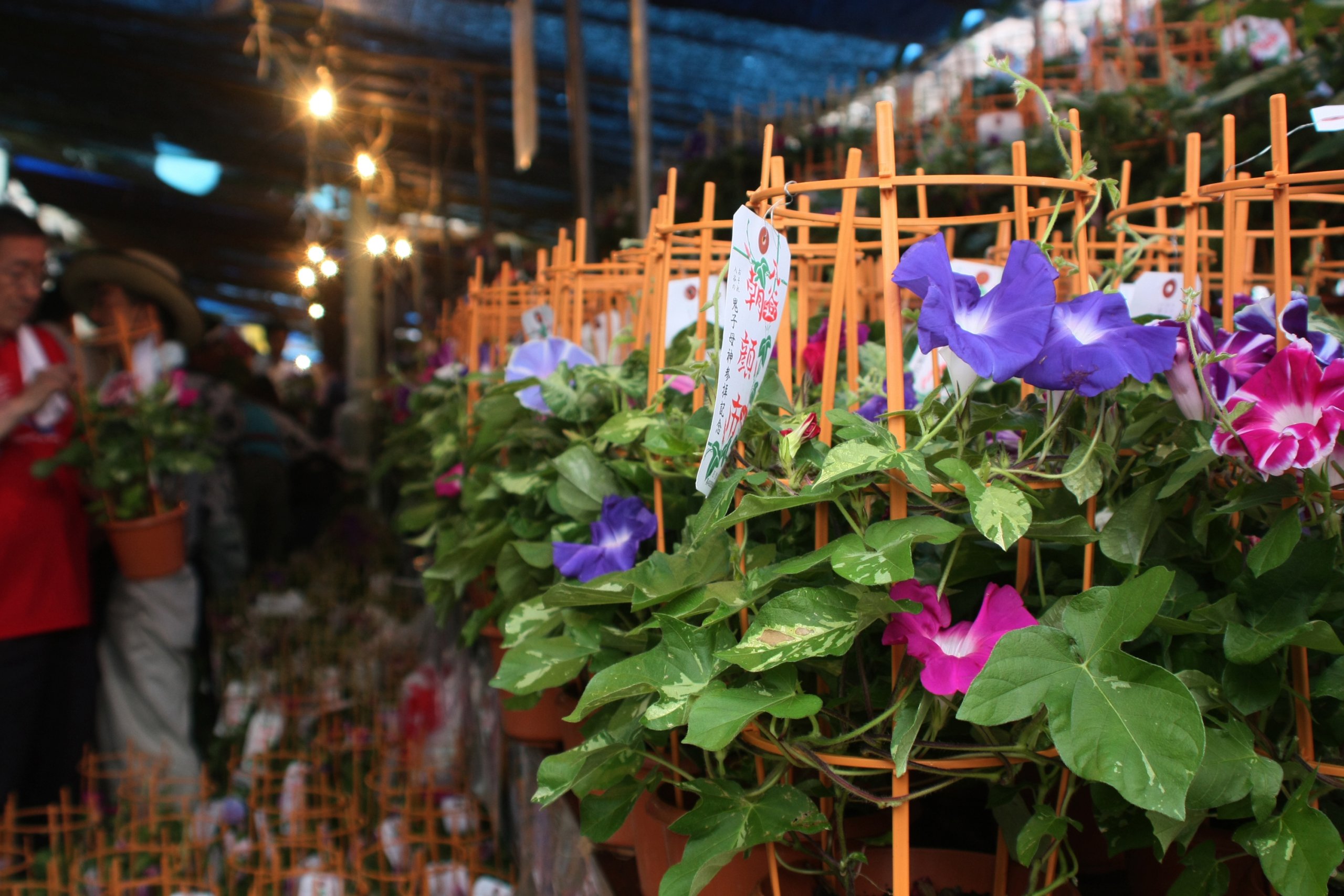江戸時代から愛される日本最大級の朝顔市へ！「第77回入谷朝顔まつり