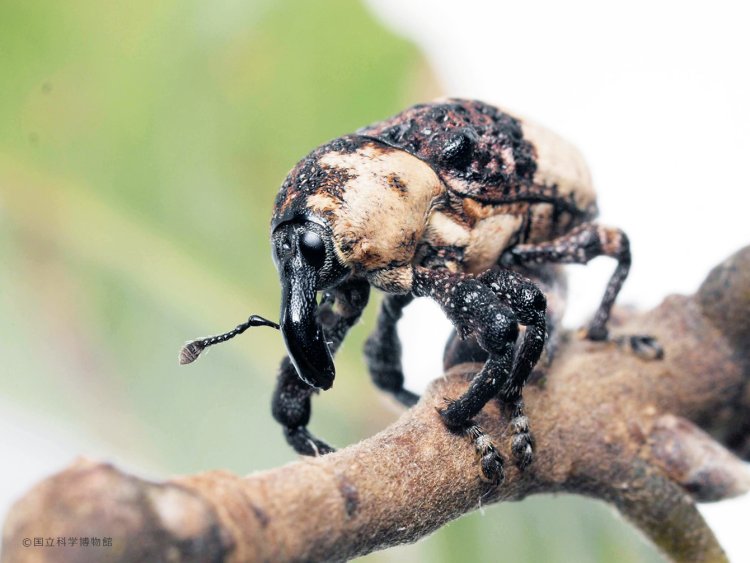 オジロアシナガゾウムシ。パンダカラーのゾウのようなムシ。別名パンダムシ。