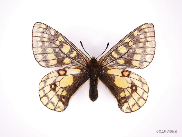 ウスバキチョウ。原始的なアゲハチョウの仲間で日本の高山蝶の代表。