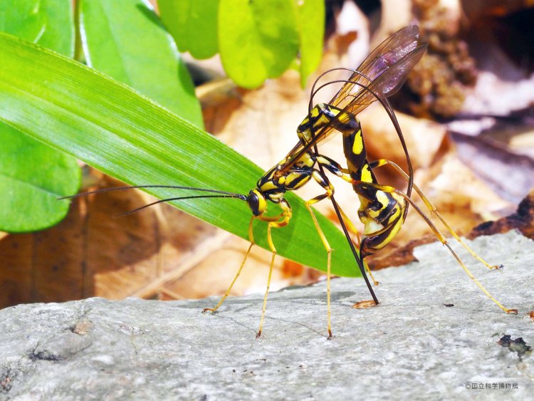 エゾオナガバチ。産卵管を木に刺し、中にいるキバチの幼虫に卵を産み付ける。