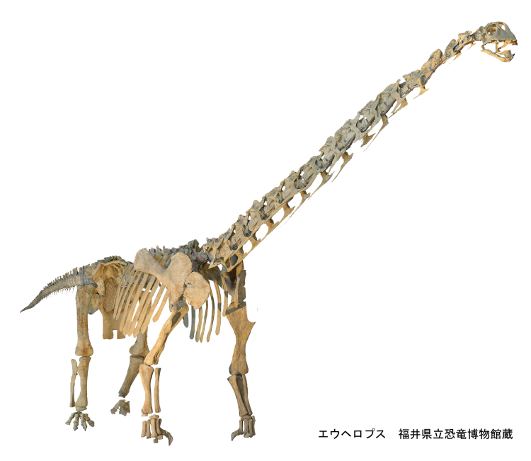 前期白亜紀に中国・山東省に生息していた竜脚類、エウヘロプス。