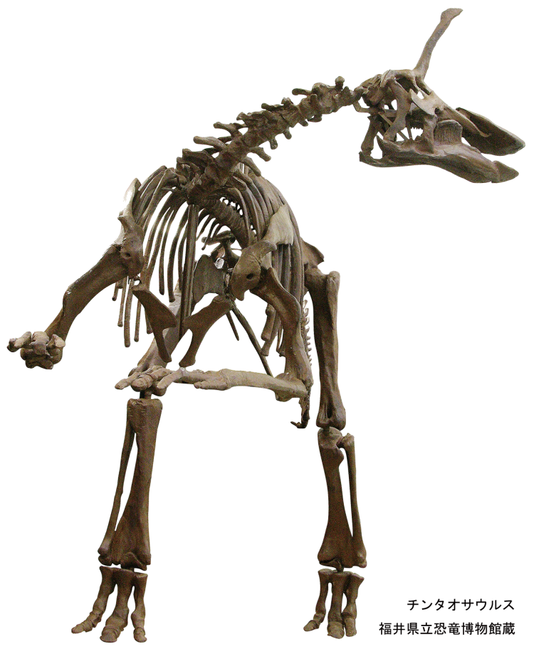 白亜紀後期の中国大陸に生息していた大型の鳥脚類、チンタオサウルス。頭に長い棒状の突起があるのがユニークな特徴だ。