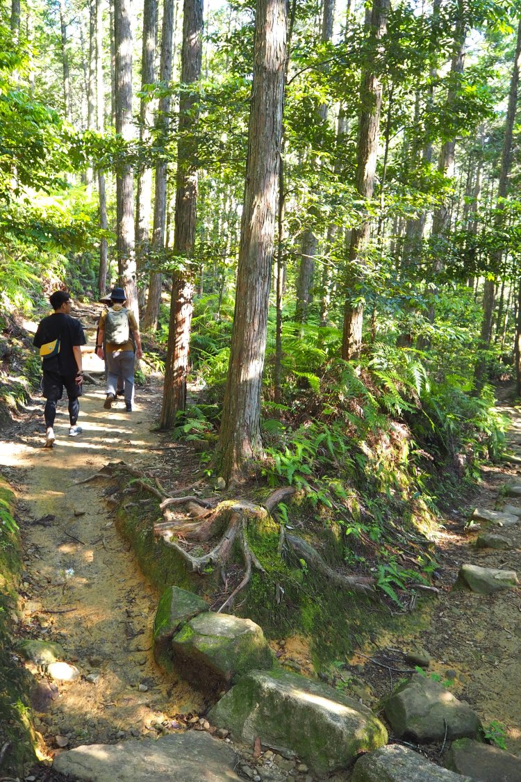 ごつごつとした岩や木の根がところどころに。日差しを気にしていたが、杉の木がほどよく日陰をつくってくれてひんやりと歩きやすい。