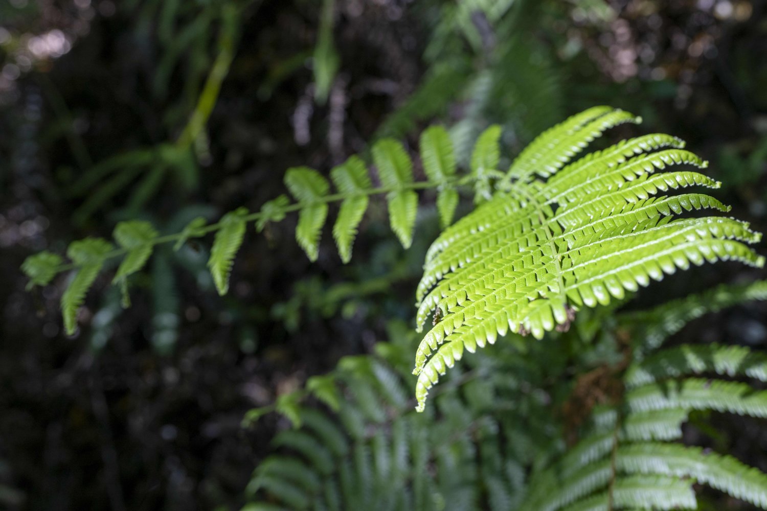 道中に群生するウラジロたち。シダ科の植物だ。