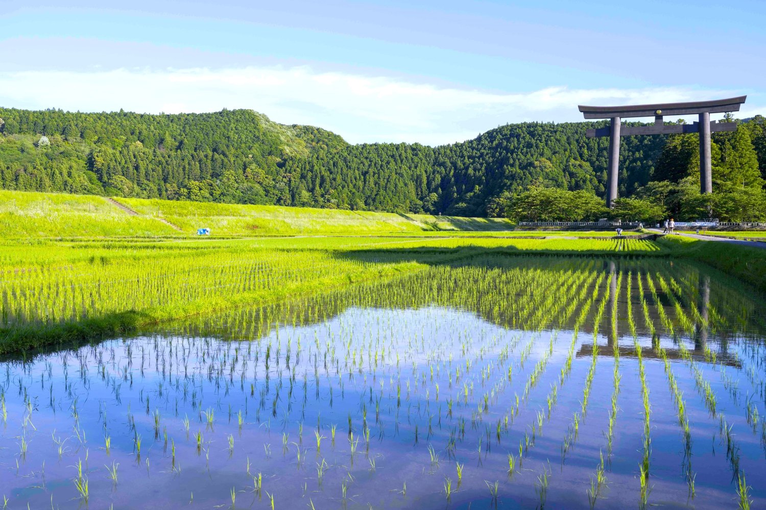 大鳥居が早苗田（さなえだ）に映り込む。鳥居の大きさは高さ約34m、幅約42mと、日本一を誇る。