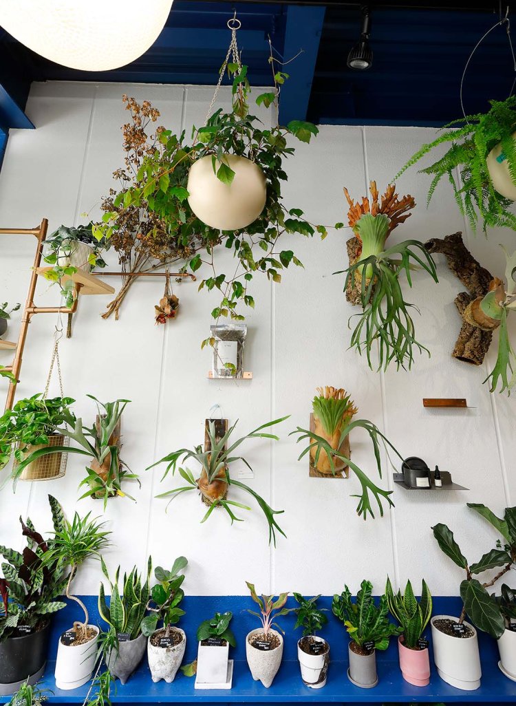 観葉植物は鉢ごと販売。