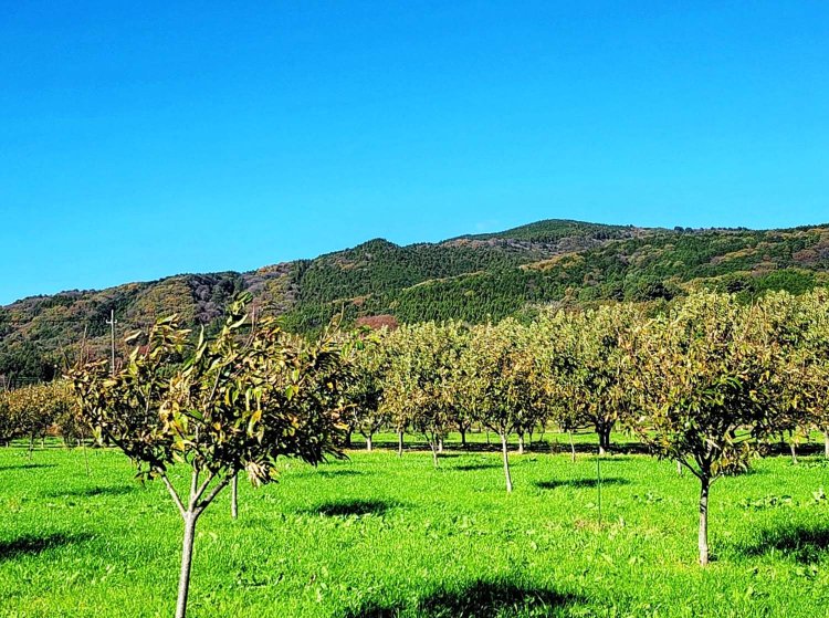 茨城県笠間市いわま地区の『和栗や』の自社農園（2021年筆者撮影）。