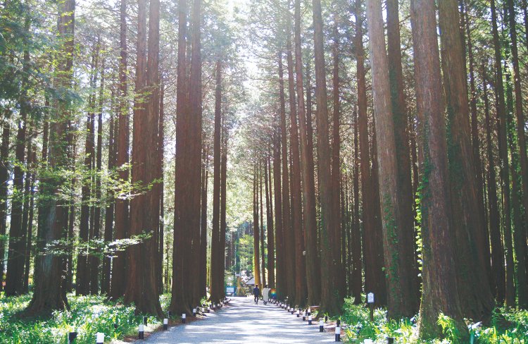 木もれ日が美しいエントランスの檜林。