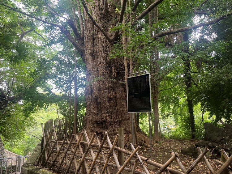 都の天然記念物のオオイチョウ。