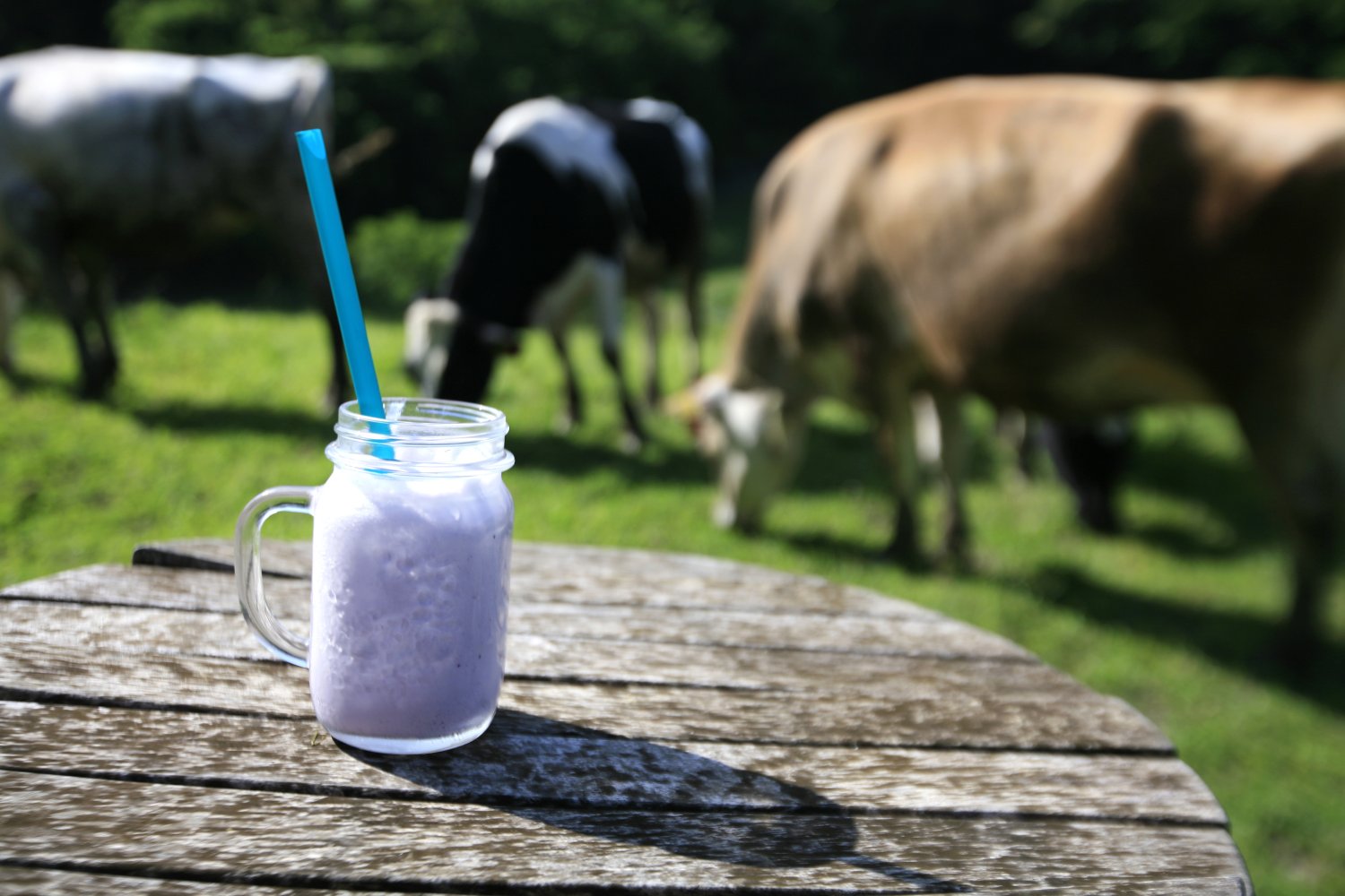 『須藤牧場』では、ジャージー牛を放牧飼い。フレッシュな生乳でシェイクのもととなるアイスをつくっている。