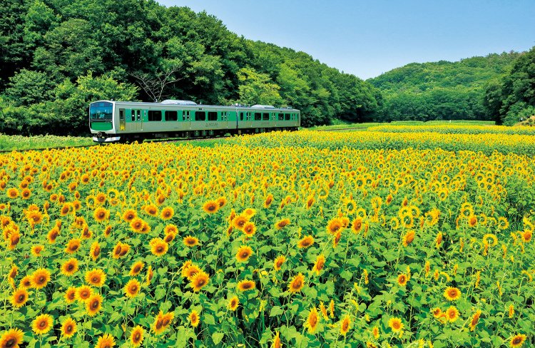 2023年夏は小塙（こばな）～滝間で、烏山線開業100周年記念のヒマワリ畑が見られた（写真＝マシマ・レイルウェイ・ピクチャーズ）。