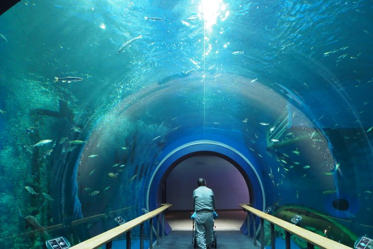 透明なアクリルのトンネル水槽では、湖の生態系をあらゆる角度から見ることができる。