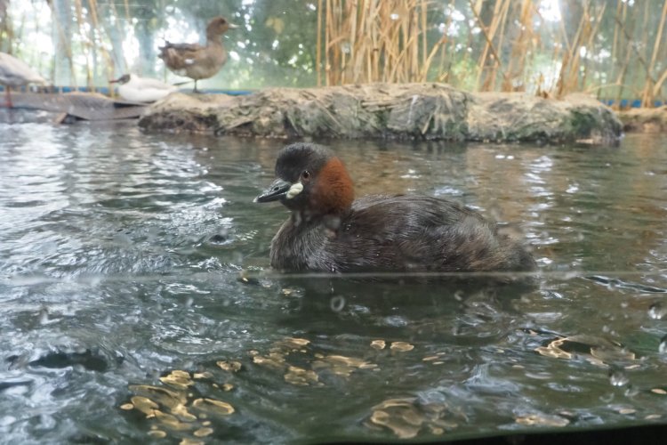滋賀県の県の鳥である、カイツブリの姿も。