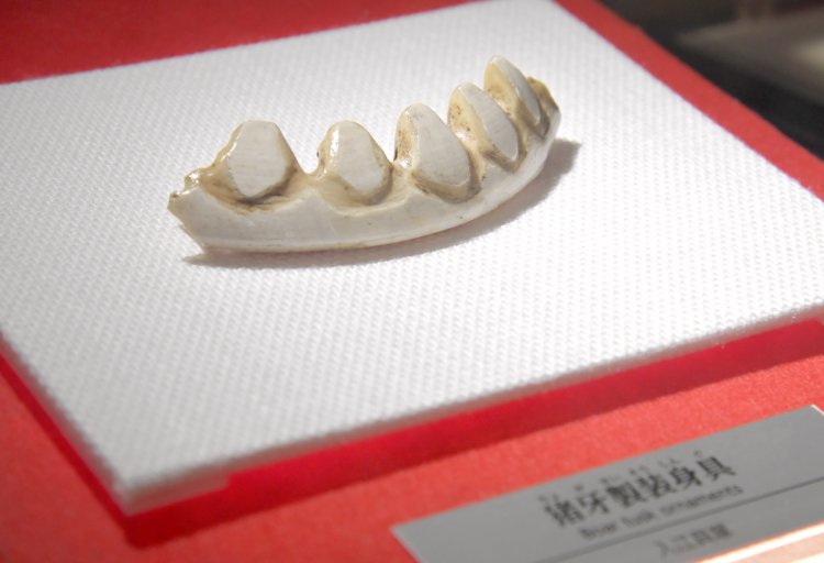 入江貝塚で出土した装身具と思われる、北海道には生息していないイノシシの牙は、本州との交流が活発化していたことを教えてくれる。