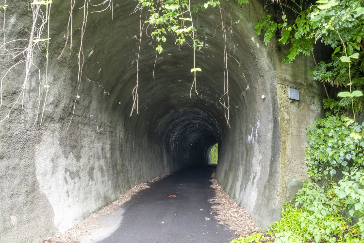 蔦を避けながらいざ中へ。延長約55ｍと短いのでカーブした先に出口が見えた。