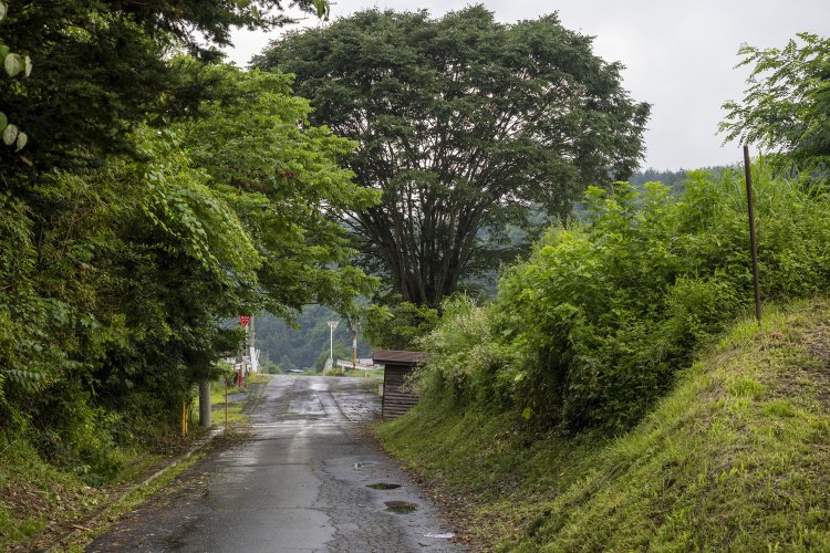 太子駅方向から見た廃線跡の生活道路。ケヤキがアクセントになっている。このケヤキは現役時代から残っていたのだろうか。
