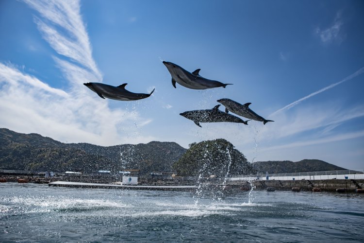 大人気のイルカパフォーマンス。事前にアトラクションスケジュールを確認しておこう。