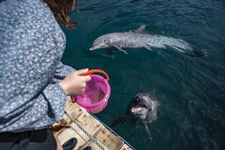 餌やり体験は1杯500円。