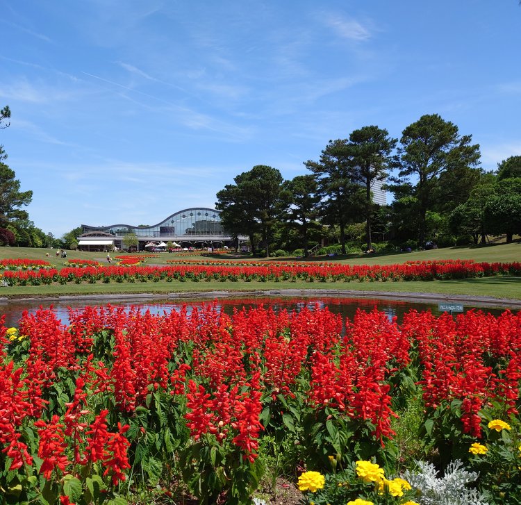 サルビアの赤色が南国・宮崎の青空に映える（イメージ）。