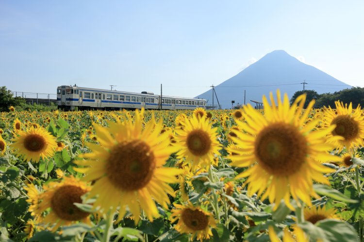 別名“薩摩富士”の開聞岳を背景に、西大山駅のそばにある色鮮やかなヒマワリ畑（見頃は8月中旬）の横を走る指宿枕崎線の列車（写真＝マシマ・レイルウェイ・ピクチャーズ）。