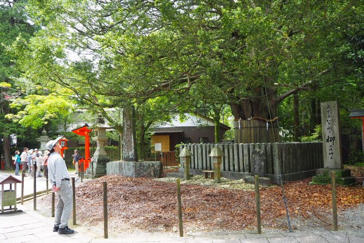 ナギが「凪」とも通じることから、旅の安全祈願として祈りの対象となっていた。また、その葉を縁結びのお守りにする風習もあるそう。　