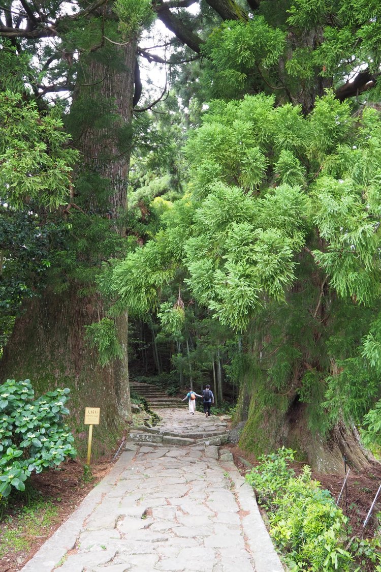 夫婦杉の樹齢は約800年！