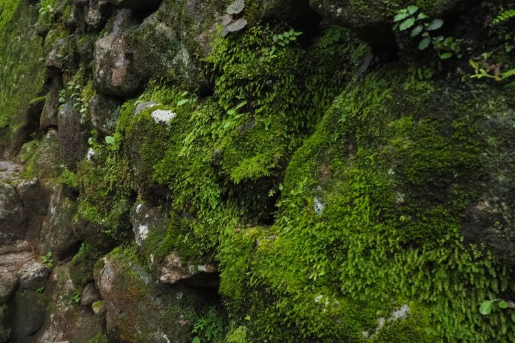 道沿いの岩は美しい苔で覆われている。滝の潤いがここまで届いているのかも。