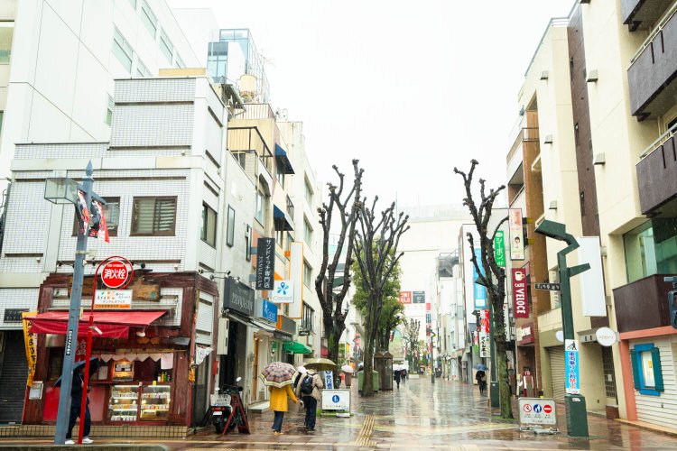 東海林のり子10さくら草通り