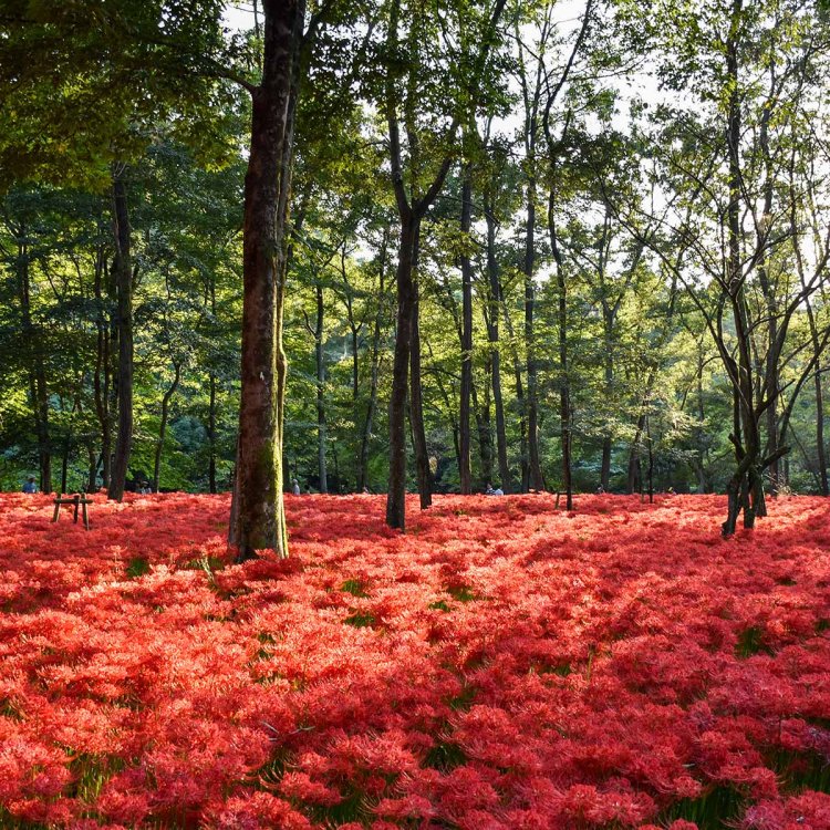 赤いじゅうたんを敷き詰めたかのように曼珠沙華が埋め尽くす園内の様子（写真提供＝日高市産業振興課）。