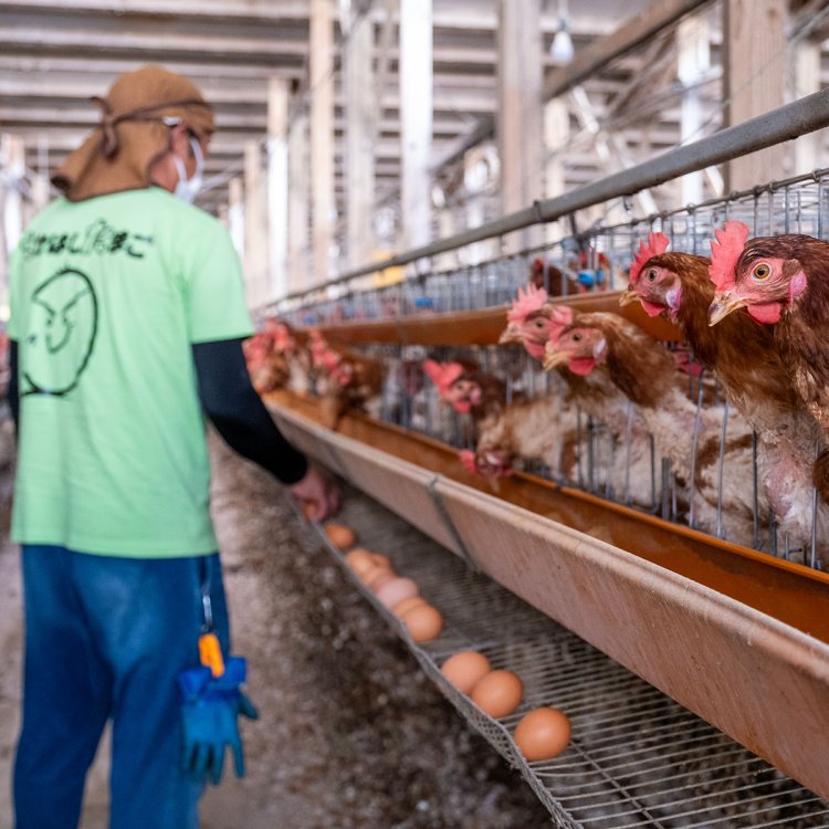 換気や日照に留意した鶏舎の様子。