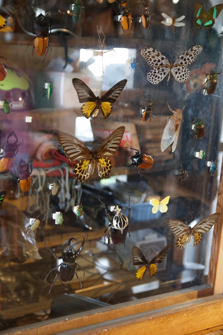 客から託された蝶コレクションをクールに飾る。